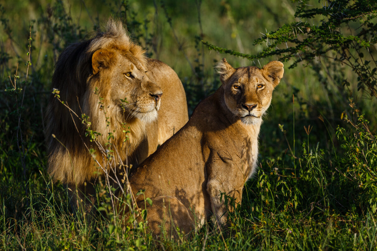 A lion and lioness resting together in the Kenyan bush