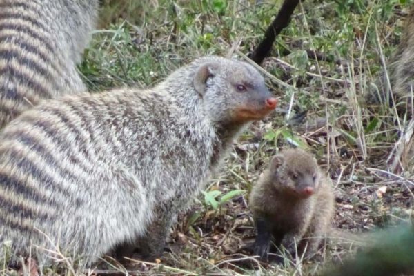 banded mongoose