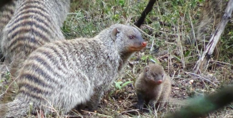 banded mongoose